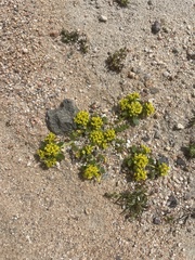Lepidium flavum