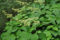 Rodgersia aesculifolia