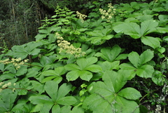 Rodgersia aesculifolia