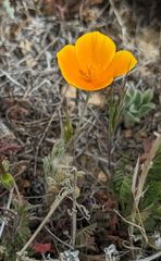 Eschscholzia lemmonii