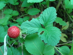 Potentilla hebiichigo