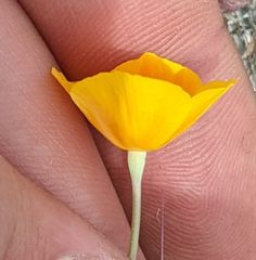 Eschscholzia lemmonii