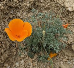 Eschscholzia hypecoides