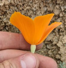 Eschscholzia hypecoides