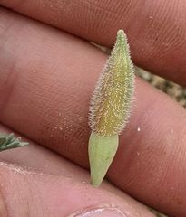 Eschscholzia hypecoides