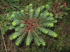 Euphorbia portlandica