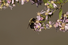 Bombus impatiens