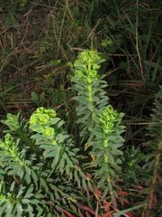 Euphorbia portlandica
