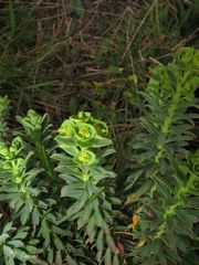 Euphorbia portlandica