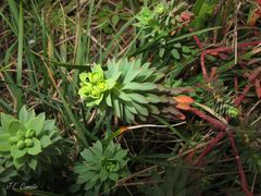 Euphorbia portlandica