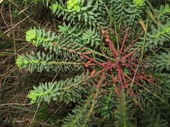 Euphorbia portlandica