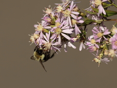 Bombus impatiens