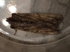 Lithophane semibrunnea