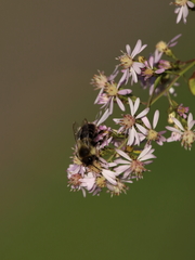 Bombus impatiens
