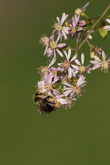 Bombus impatiens
