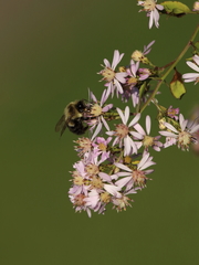 Bombus impatiens