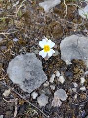 Leavenworthia