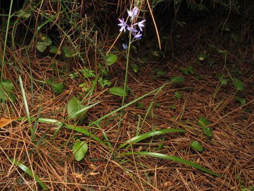 Paiva's bluebell (Hyacinthoides paivae)
