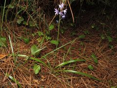 Hyacinthoides paivae