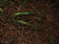 Hyacinthoides paivae