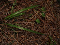 Hyacinthoides paivae