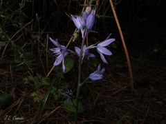 Hyacinthoides paivae