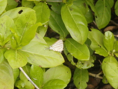 Hemiolaus caeculus caeculus