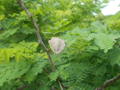 Hemiolaus caeculus caeculus