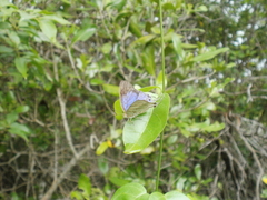 Hemiolaus caeculus caeculus