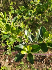 Aloysia gratissima