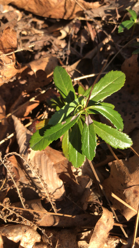 pipsissewa (Chimaphila umbellata)