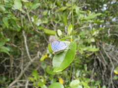 Hemiolaus caeculus caeculus