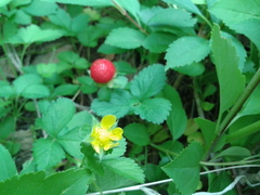 Potentilla hebiichigo