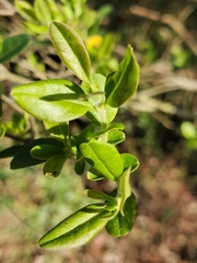 Aloysia gratissima