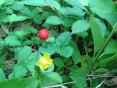 Potentilla hebiichigo