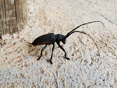 Ceroplesis ferrugator