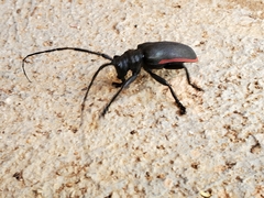 Ceroplesis ferrugator