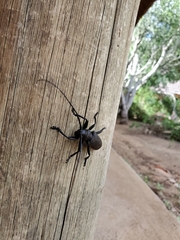 Ceroplesis ferrugator