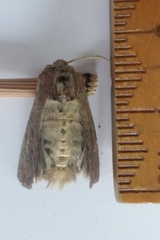 Ichneutica sollennis