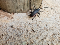 Ceroplesis ferrugator