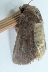 Ichneutica sollennis