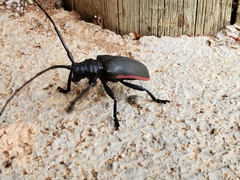 Ceroplesis ferrugator