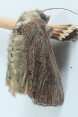 Ichneutica sollennis
