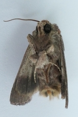 Ichneutica sollennis
