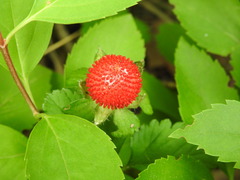 Potentilla hebiichigo