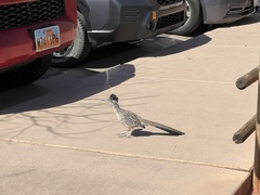 Geococcyx californianus