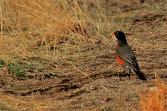 Turdus migratorius