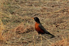 Turdus migratorius