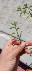 Nicotiana obtusifolia