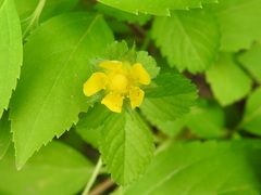 Potentilla hebiichigo